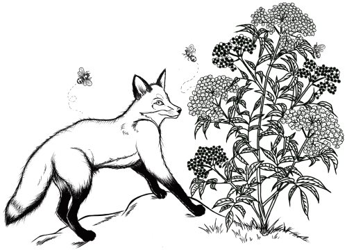 Curious Fox Wildcraft