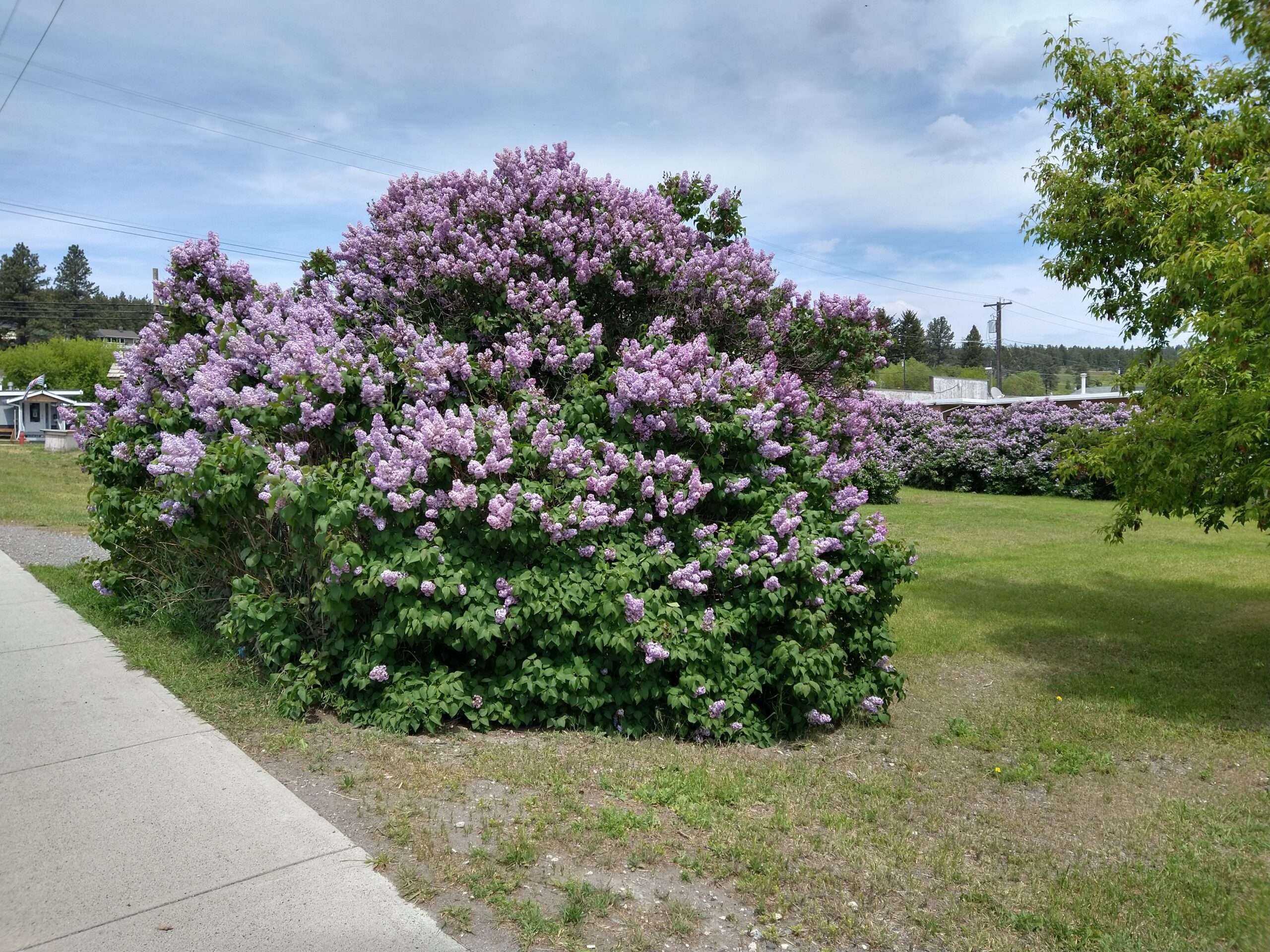 A photo of the abundant lilac bushes in my village